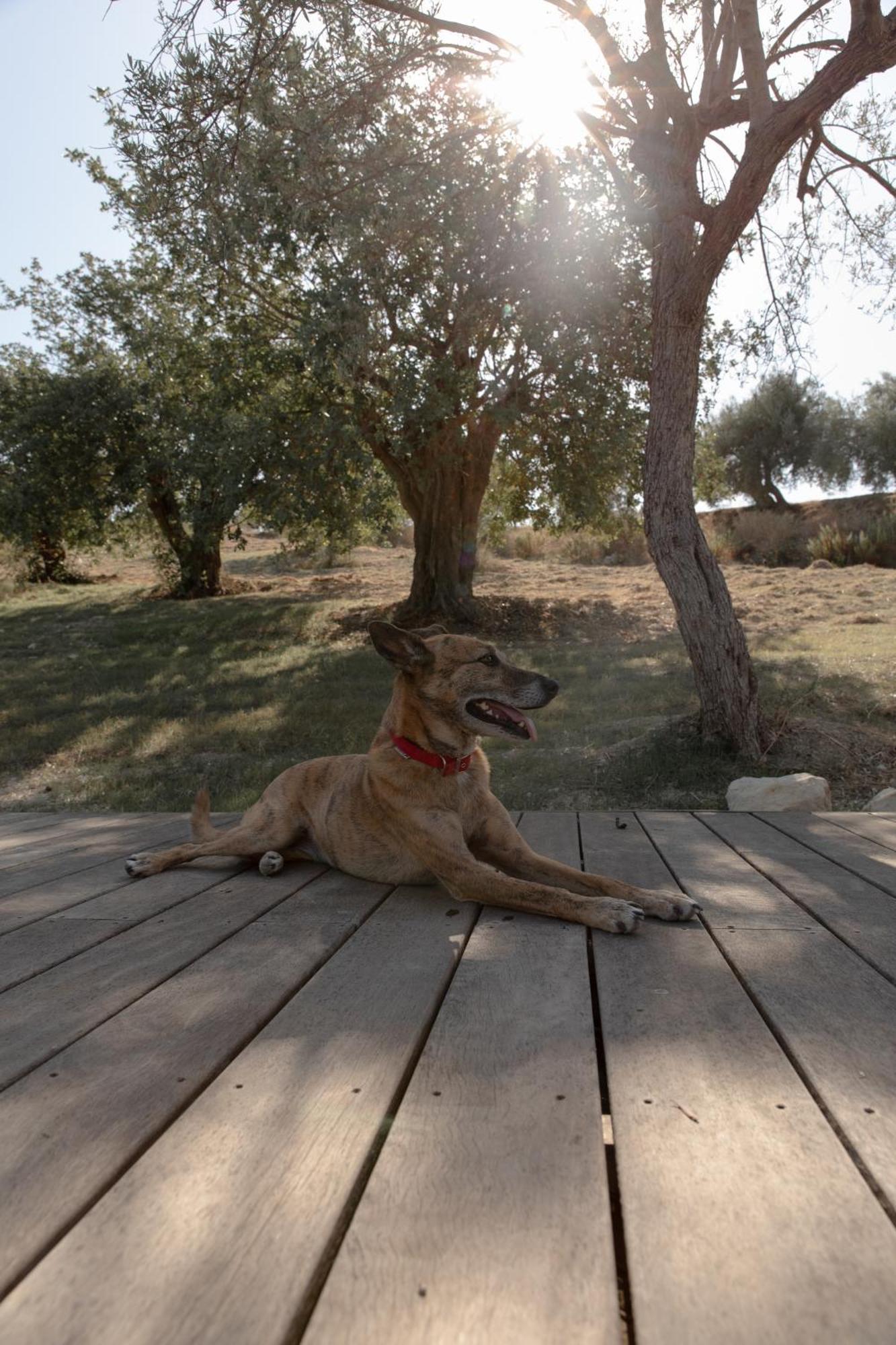 Villa Iuta Farm Noto Exterior foto